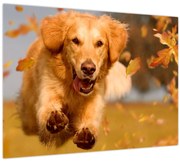 Sklenený obraz - Zlatý retriever (70x50 cm)