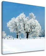 Obraz na stenu STROMY | rôzne rozmery