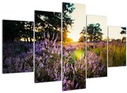 Obraz poľa levanduľou (150x105 cm)