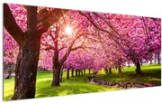 Obraz rozkvitnutých čerešní, Hurd Park, Dover, New Jersey (120x50 cm)
