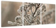 Obraz - Rastlina v mraze (s hodinami) (90x30 cm)