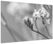 Obraz - Rozkvitnutý kvet (90x60 cm)