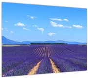 Obraz - Levanduľové pole (70x50 cm)
