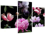 Obraz - Ilustrácie kvetov (90x60 cm)