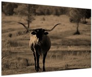 Obraz - Texaská krava (90x60 cm)
