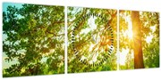 Obraz - Slnečný les (s hodinami) (90x30 cm)