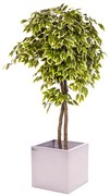 Umelý strom- Fikus panašovaný 180cm