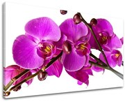 Obraz na stenu KVETY | rôzne rozmery