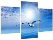 Obraz - Čajka nad morom (90x60 cm)