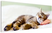 Obraz - Spiace mačiatko (120x50 cm)