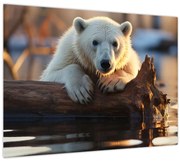 Obraz - Medveď ľadový (70x50 cm)