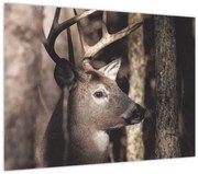 Obraz - Jeleň v lese (70x50 cm)