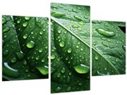 Obraz - Detail listu po daždi (90x60 cm)