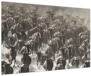 Obraz - Stádo pakoňov (90x60 cm)