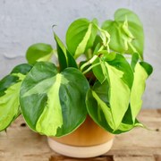 Philodendron Scandens Brasil