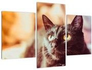 Obraz čiernej mačky (90x60 cm)