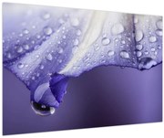 Obraz - Okvetný lístok s kvapkami (90x60 cm)