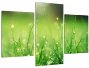 Obraz - rosa na tráve (90x60 cm)