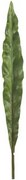 Okrasný list Canna - 73cm