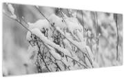 Obraz - Zasnežené vetvy (120x50 cm)