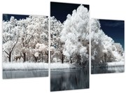 Obraz - Snehobiele stromy (90x60 cm)