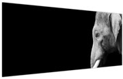 Obraz - Slon (120x50 cm)