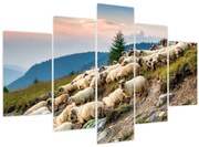 Obraz - Stádo oviec (150x105 cm)