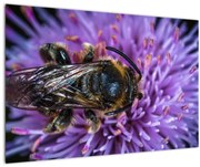 Obraz včely na kvetine (90x60 cm)