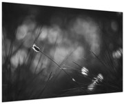 Obraz - Lúčna tráva (90x60 cm)