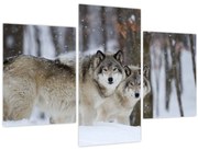 Obraz - Vlci v zime (90x60 cm)