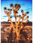 Obraz tlačený na plátne 50x70 PRC449