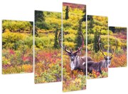 Obraz - Karibu na Aljaške (150x105 cm)