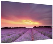 Obraz - Levanduľové pole (90x60 cm)