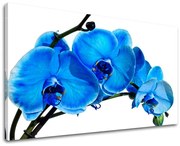 Obraz na stenu KVETY | rôzne rozmery