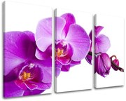 Obraz na stenu KVETY | rôzne rozmery