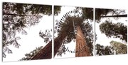 Obraz - Pohľad skrz koruny stromov (s hodinami) (90x30 cm)
