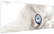 Obraz - Mačka s modrými očami (120x50 cm)