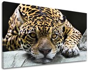 Obraz na stenu ZVIERATÁ | rôzne rozmery