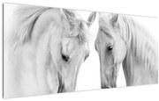Obraz bielych koní (120x50 cm)