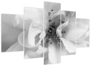 Obraz - Kvet, čiernobiela (150x105 cm)
