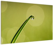 Obraz kvapky vody na tráve (90x60 cm)