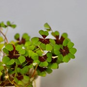 Oxalis Kyslička deppei
