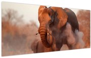 Obraz - Veľký slon africký (120x50 cm)