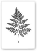 Plagát Fern Grey