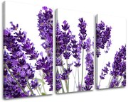 Obraz na stenu KVETY | rôzne rozmery