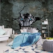 Fototapeta - Tiger s modrými očami (254x184 cm)