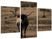 Obraz - Texaská krava (90x60 cm)