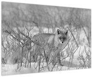 Obraz - Lišiak, čiernobiela (90x60 cm)