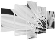 Obraz - Čiernobiely kvet (150x105 cm)