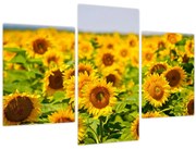 Obraz - Slnečnica (90x60 cm)
